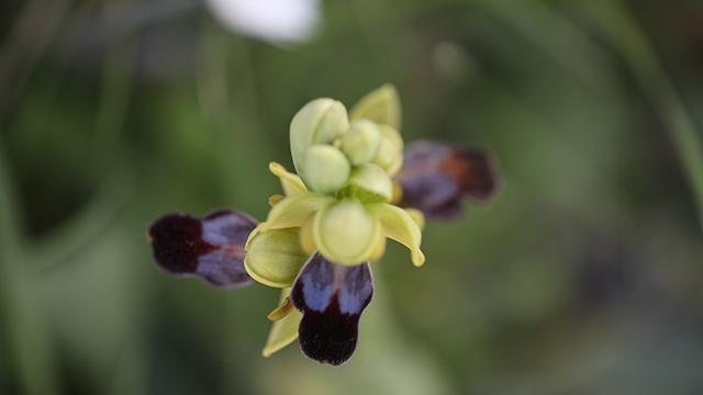 Ophrys fusca