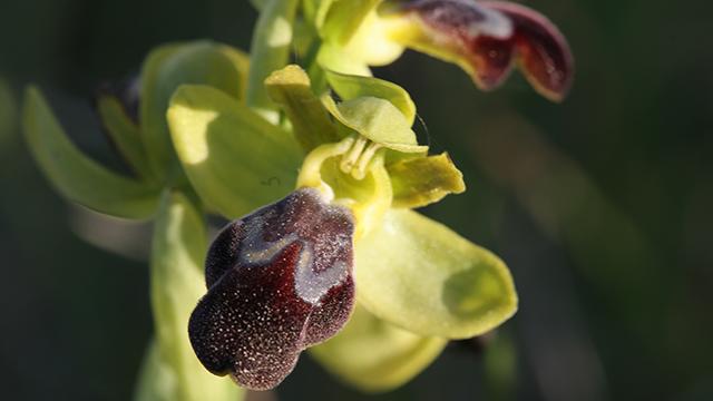 Ophrys fusca