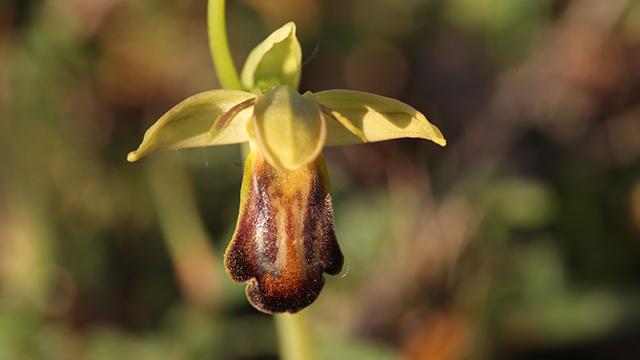 Ophrys fusca