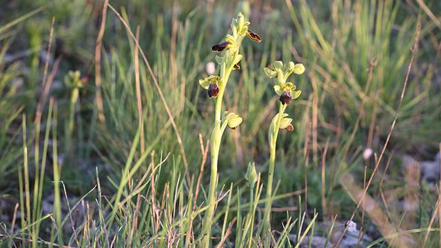 Ophrys fusca