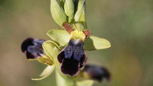 Ophrys fusca