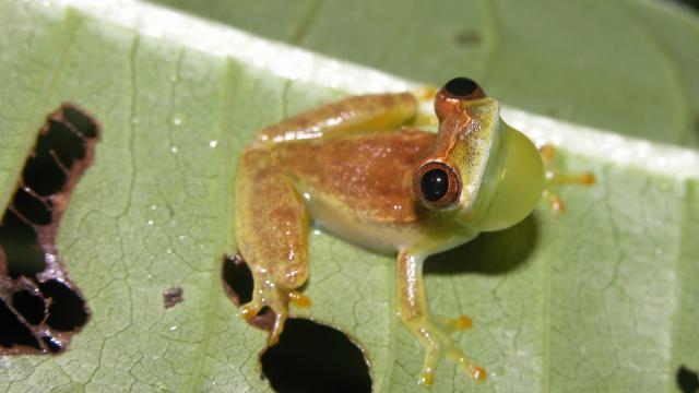 Reptiles et Amphibiens de Guyane