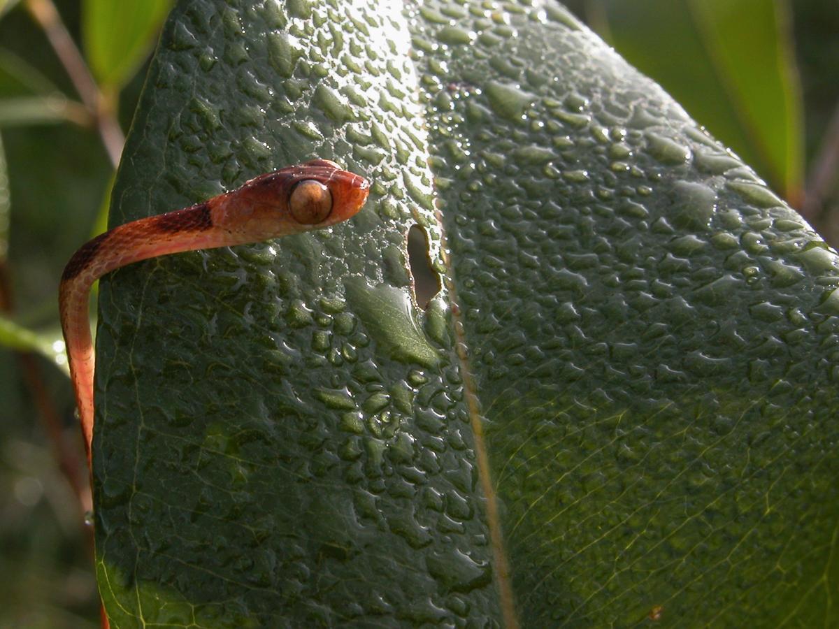 Reptiles et Amphibiens de Guyane