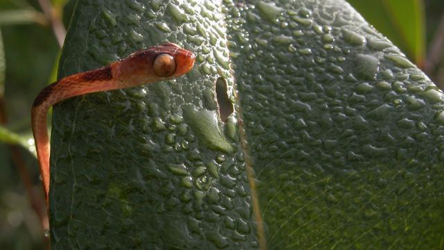 Reptiles et Amphibiens de Guyane Arrière-plan