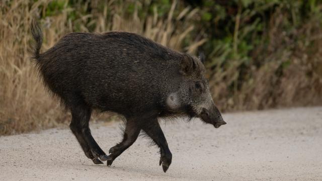 Sanglier