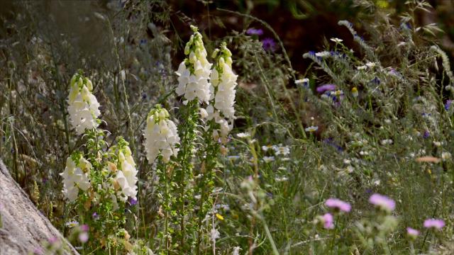 Digitalis mariana heywoodii
