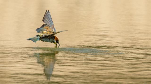 Parcours estuariens Accroche