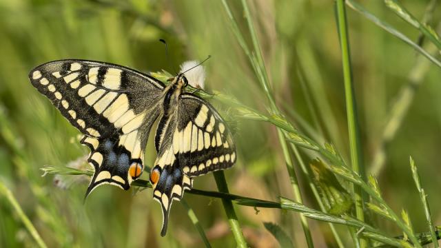 Machaon