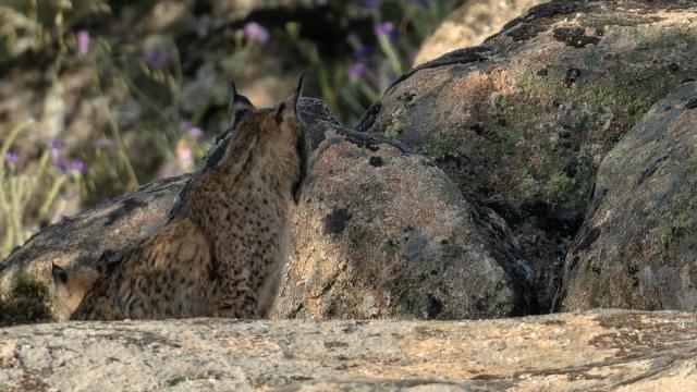 Lynx ibérique