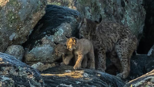 Lynx ibérique