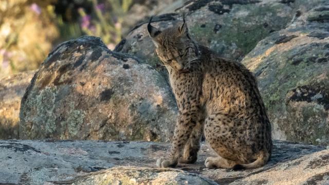 Lynx ibérique