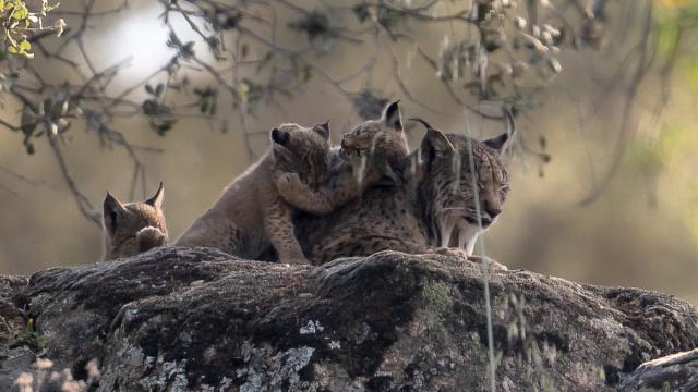 Lynx ibérique