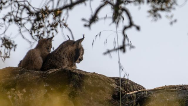 Lynx ibérique