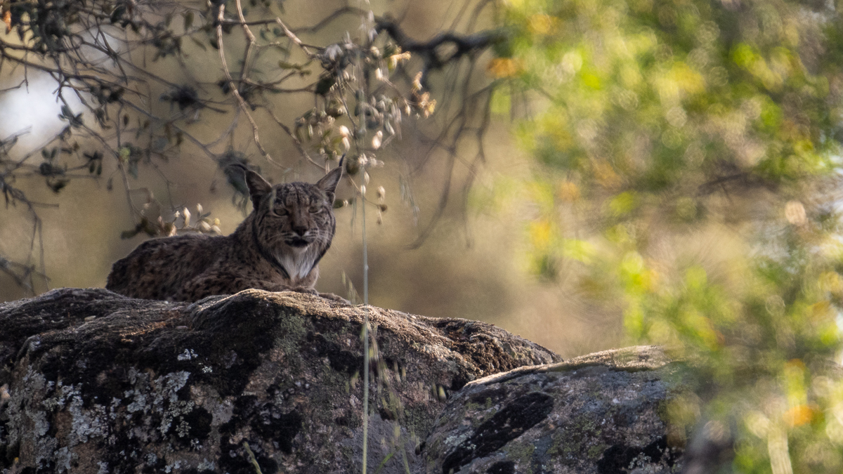 Lynx ibérique