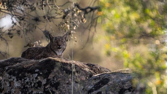 Lynx ibérique