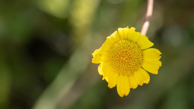Chrysanthème des moissons