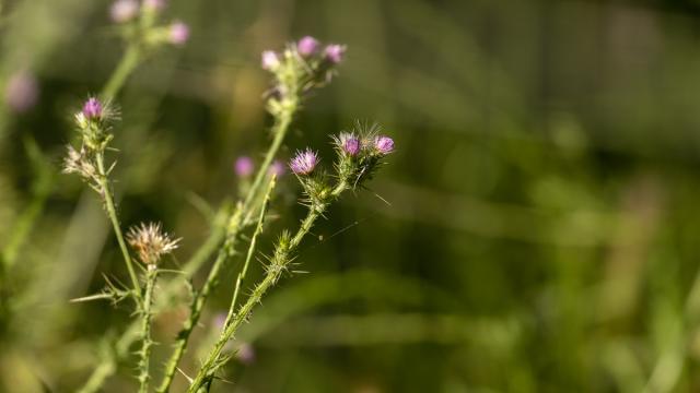 Chardon à petits capitules