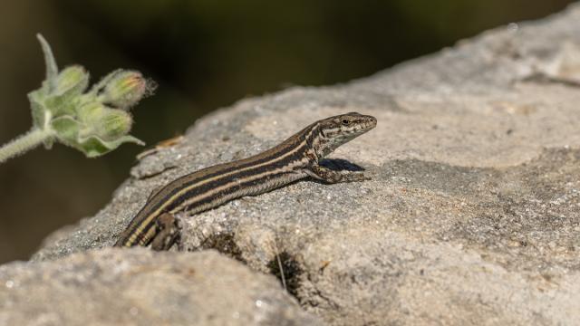 Podarcis