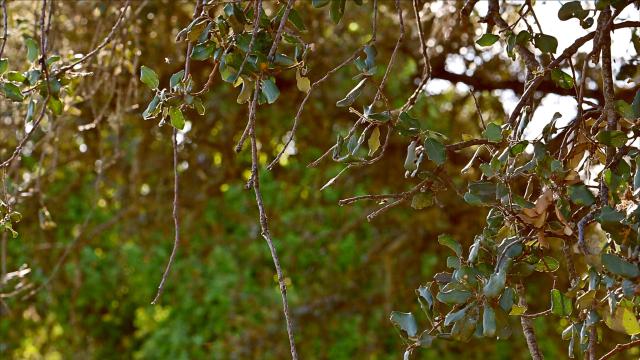 chêne-vert à feuilles rondes