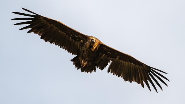Vautour moine
