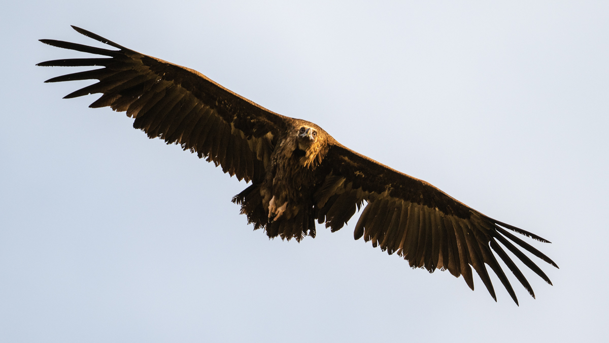 Vautour moine