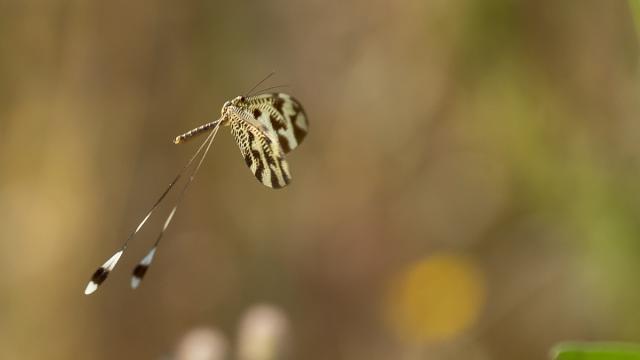 Fourmilion à balancier