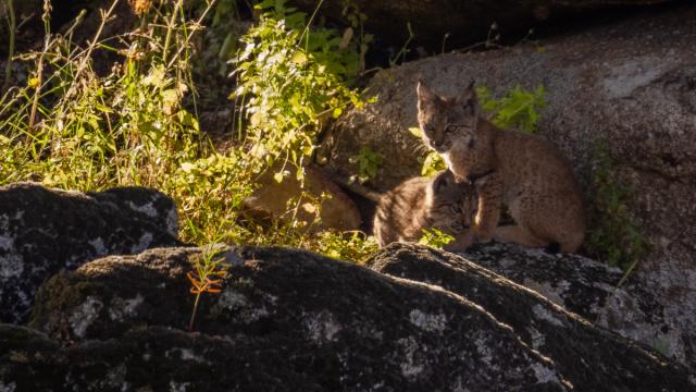 Lynx ibérique