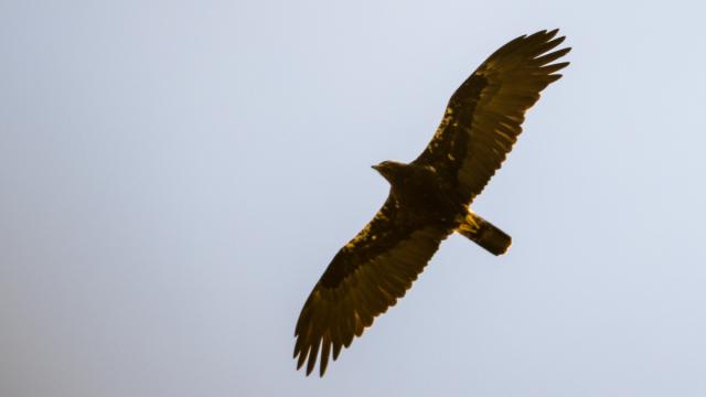 Aigle ibérique