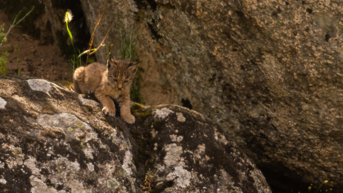 Lynx ibérique