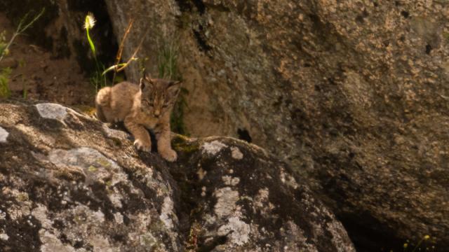 Lynx ibérique