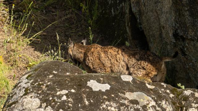 Lynx ibérique