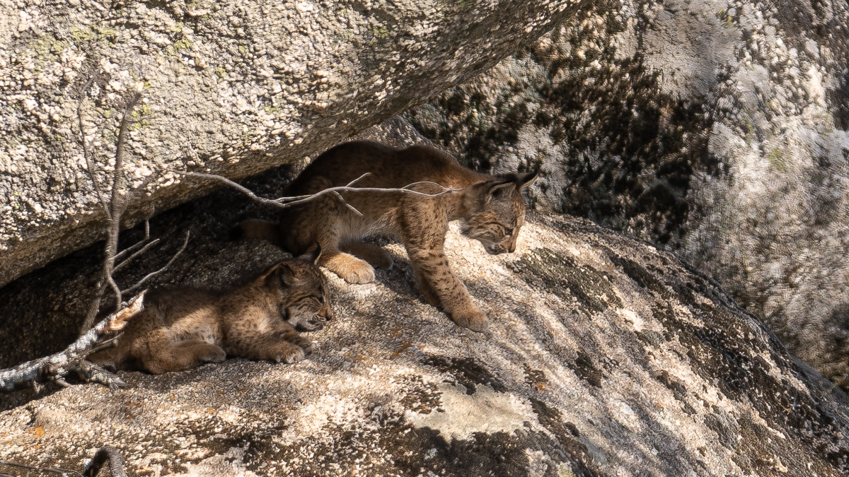 Lynx ibérique