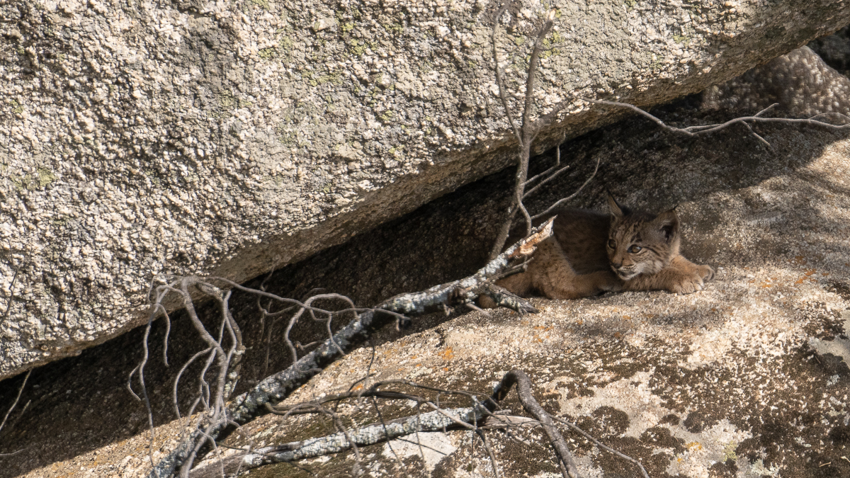Lynx ibérique