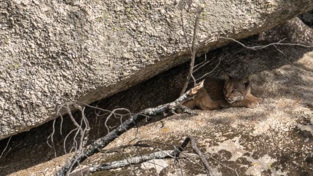 Lynx ibérique