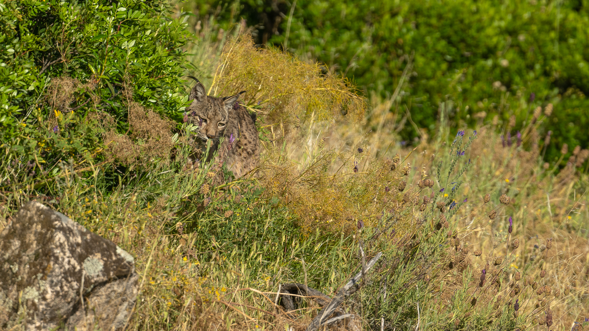 Lynx ibérique
