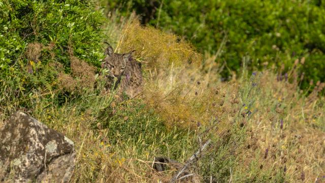 Lynx ibérique
