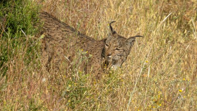Lynx ibérique