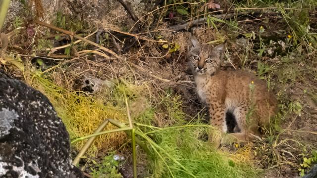 Lynx ibérique