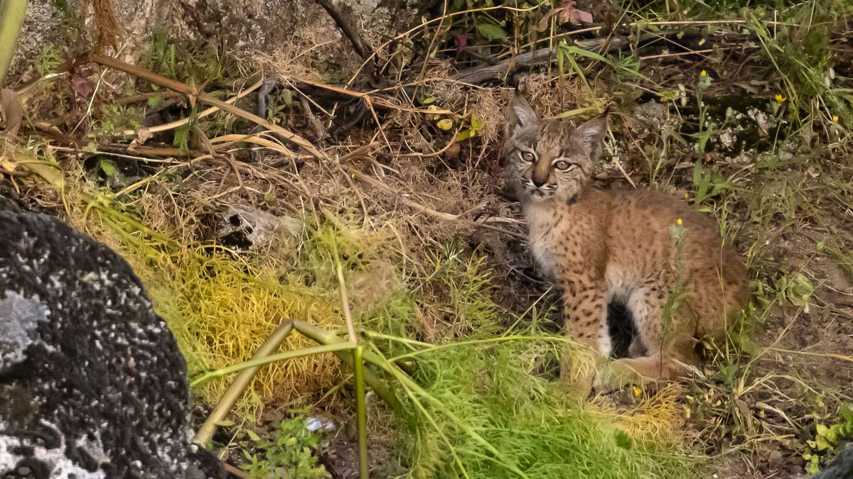 Lynx ibérique