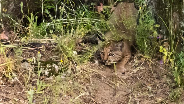Lynx ibérique