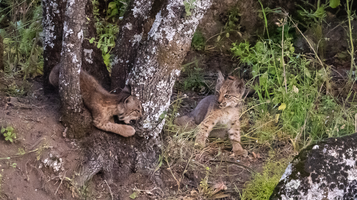 Lynx ibérique