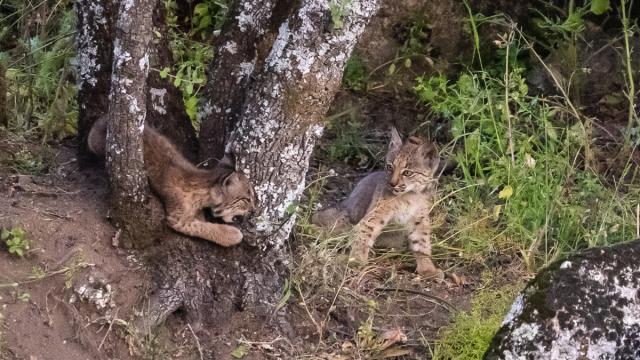 Lynx ibérique