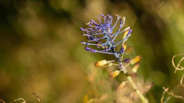 Muscari de Madrid