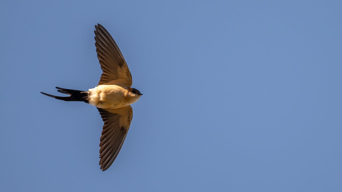 Hirondelle rousseline