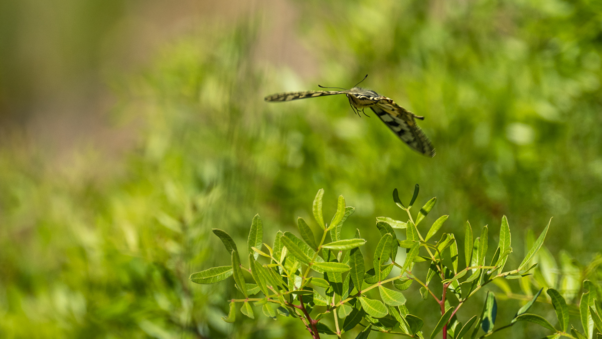 Machaon