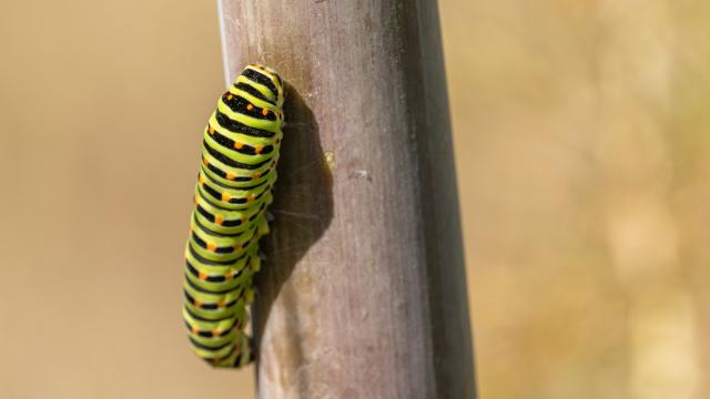 Machaon