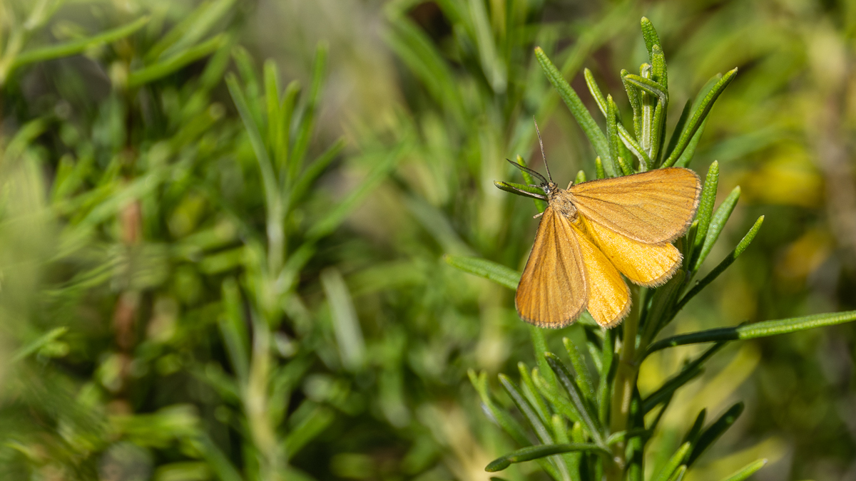 Amygdaloptera testaria