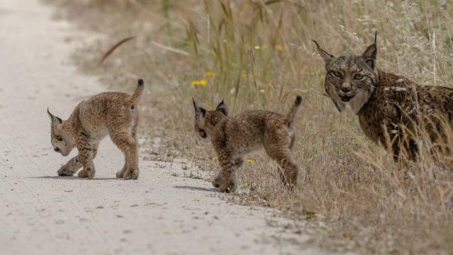 Lynx ibérique
