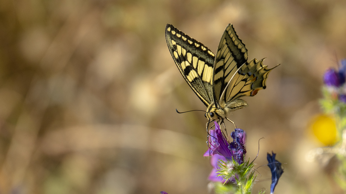 Machaon