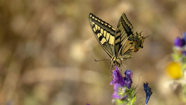 Machaon